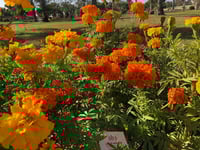 جملة 1000 بذرة من زهرة القطيفة المخملية