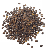 بذور النعناع البري