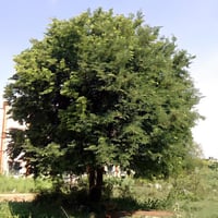 بذور التمر الهندي الحُمر