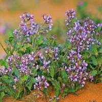 جملة 200 بذرة من الخزامى البرية