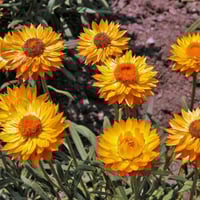 بذور زهرة الخلود هليكريزم