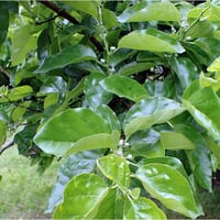 بذور فاكهة تشي