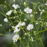 جملة 5000 بذرة من زهرة جيبسوفيلا