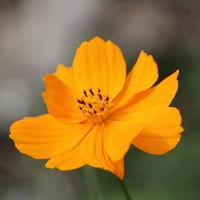 بذور كوزموس الحدائق