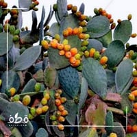 بذور التين الشوكي البرشومي