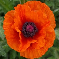 بذور ديدحان كاليفورنيا البرتقالي