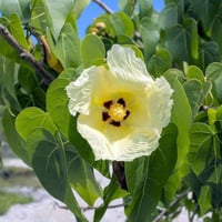 بذور شجرة الخبيز الساحلي - تسبيسيا بوبولينا