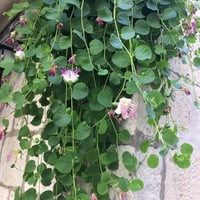 بذور شجرة اللصف الشفلح الكبار