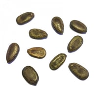 بذور شجرة الرنف النادرة