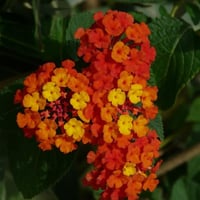 بذور لانتانا كمارا زهرة مينا