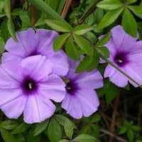 بذور متسلقة ست الحسن