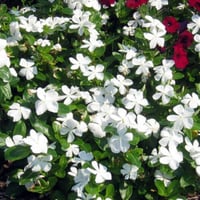 بذور البفتة البيضاء فينكا