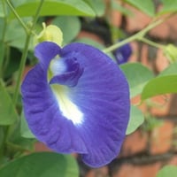 بذور شجرة الشاي الأزرق المتسلقة