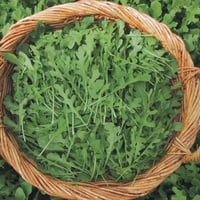 بذور جرجير ساتيفا الإيطالي