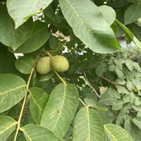 بذور اللبخ العملاق النادر