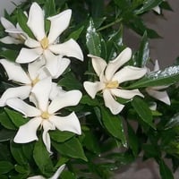 بذور شجرة ياسمين جاردينيا