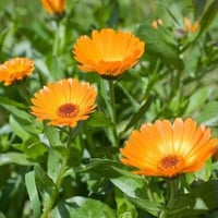 جملة بذور اقحوان كلانديولا الزاهية