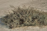 بذور السواد المعمر البري