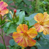 بذور شب الليل ثنائي اللون