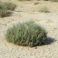 بذور شجيرة الفرس الرعوية