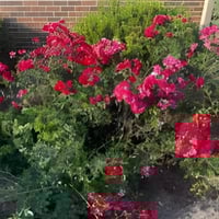 بذور الورد الجوري الياباني الوردي