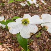 بذور شجرة كورنوس فلوريدا البيضاء