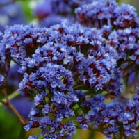 بذور زهرة ليمونيوم سينواتوم