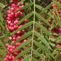 بذور الفلفل البيروفي نحيل الأوراق