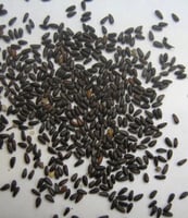 جملة 3500 بذرة من المليسه بلسم الليمون