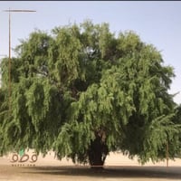 بذور شجرة السدر المحلي . النبق