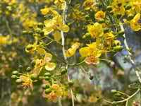 جملة 100 بذرة من بذور شجرة السرسيديوم