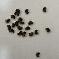 بذور شجرة الخبيز الساحلي - تسبيسيا بوبولينا