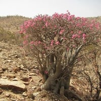 بذور العدنة . الادينيوم