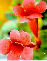 بذور متسلقة زهرة البوق