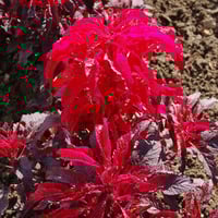 بذور امرنتس ثلاثي الألوان