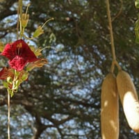 بذور شجرة المشطورة أبو النجف