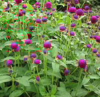 بذور زهرة جمفرينا