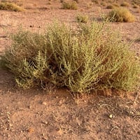 بذور شجيرة الغضراف البرية