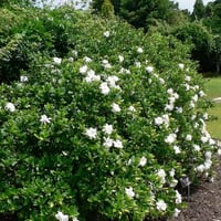 بذور شجرة ياسمين جاردينيا