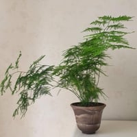 بذور شجيرة سرخس داخلي خارجي