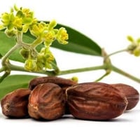 بذور شجيرة جوجوبا