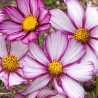 بذور زهرة كوزموس البيضاء بأطراف ارجوانية