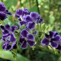 بذور شجيرة دورانتا شجرة البخور