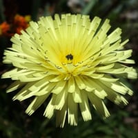 بذور زهرة العضيد البرية أو العضيض