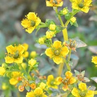 جملة 1000 بذرة من بذور عشبة الشذاب الطبية