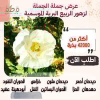 عرض جملة الجملة لزهور الربيع البرية الموسمية