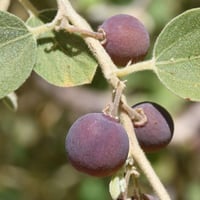 جملة 500 بذرة من بذور السدر الفياض البري