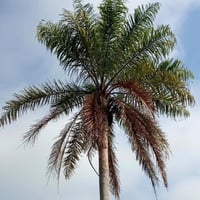 بذور نخيل الكوكس الباسقة