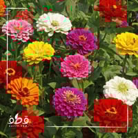 جملة 1000 بذرة من زهور الزينيا متعدد الالوان