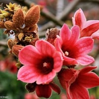 بذور استركوليا لوريدا